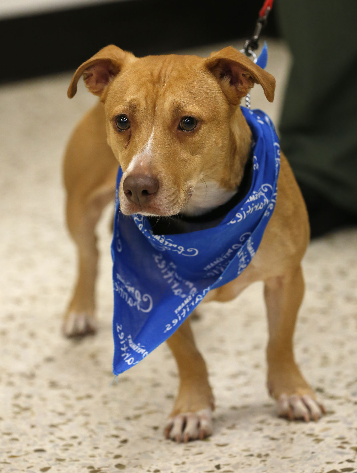 Rescue dog